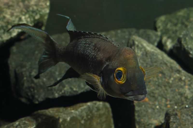 Neolamprologus furcifer 'Sibwesa'